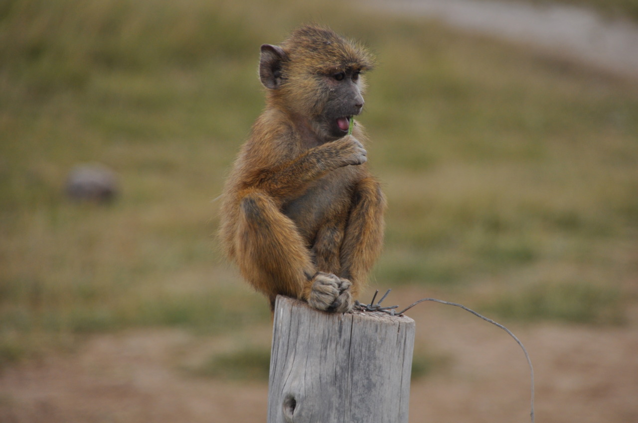 Amboselli Baby Baboon