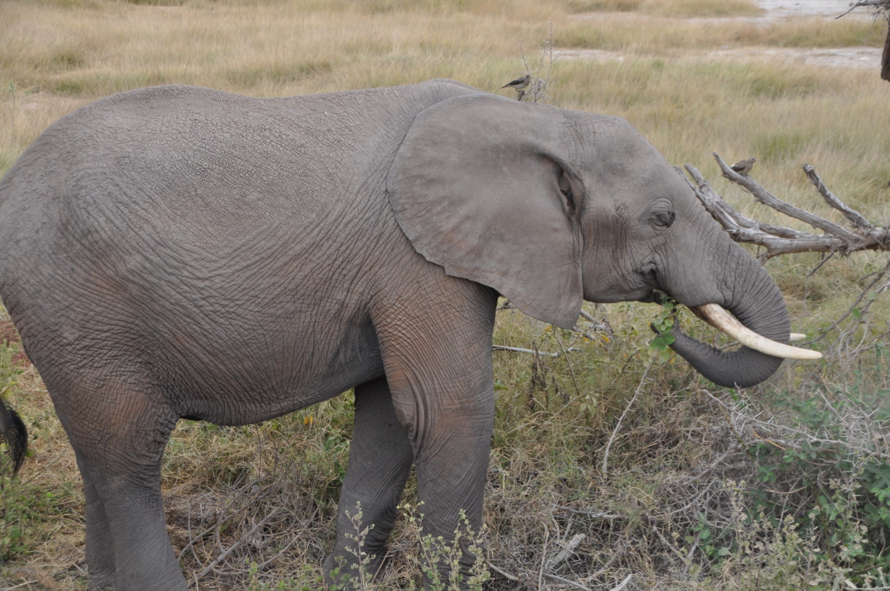 Amboselli Elephant.
