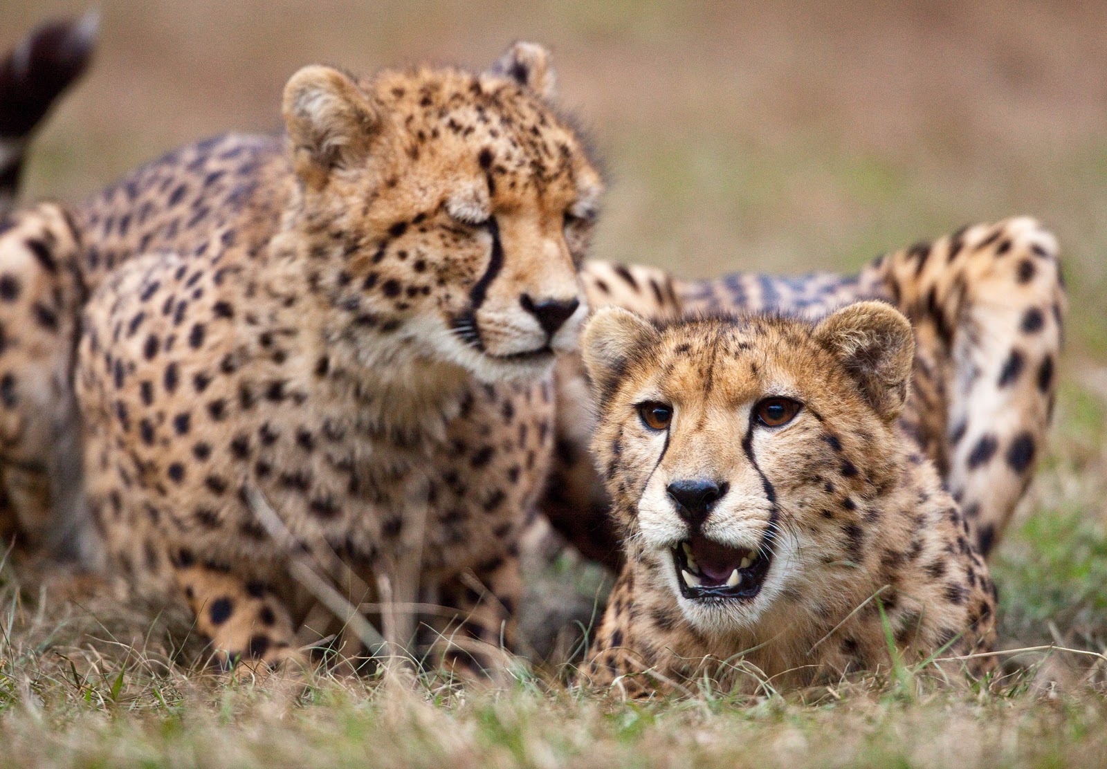 My Cheetah Conservation Fund Adventure